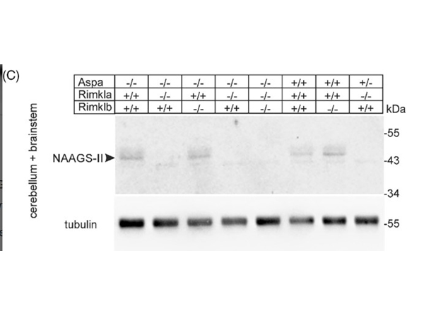 Western Blot using Alpha Tubulin
